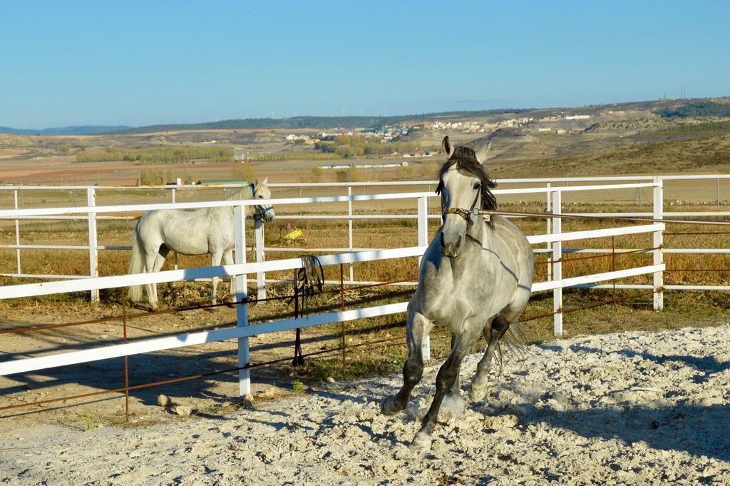 Rural Reillo Alojamientos Rurales Exteriér fotografie